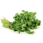 Sayuran segar Celery Leaves 1